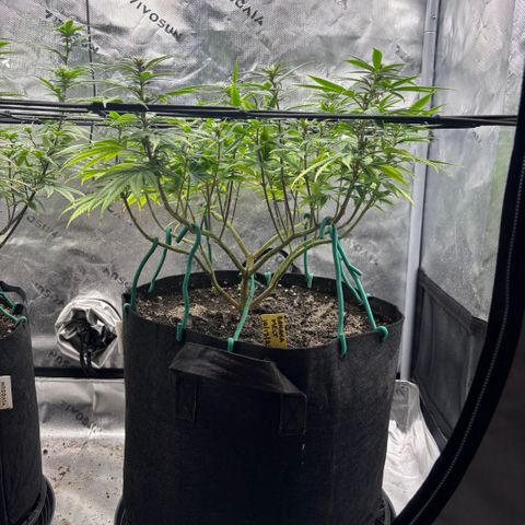 Banana Melt growlog timeline photo