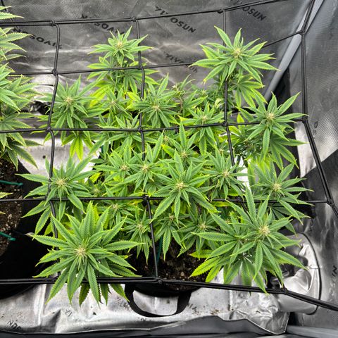 Banana Melt growlog timeline photo