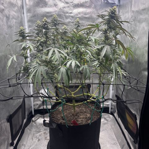 Chicken n’ Wafflez growlog timeline photo
