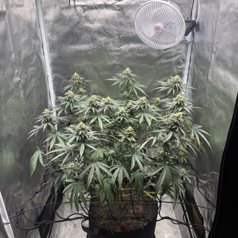 Chicken n’ Wafflez growlog timeline photo