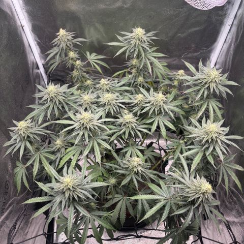 Chicken n’ Wafflez growlog timeline photo