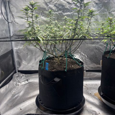 Blueberry Muffin growlog timeline photo