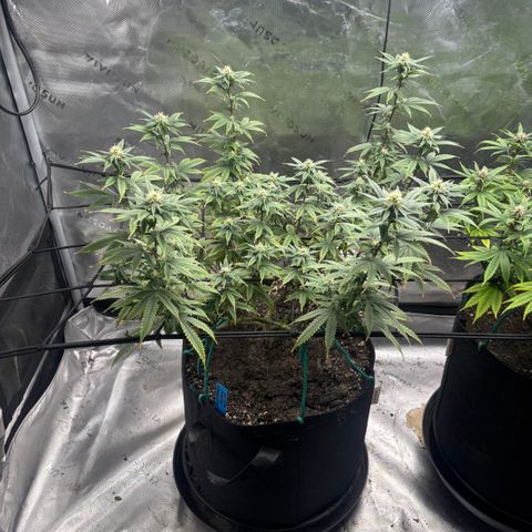 Blueberry Muffin growlog timeline photo