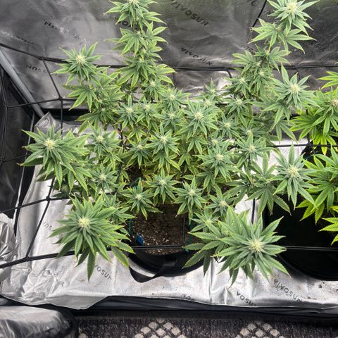 Blueberry Muffin growlog timeline photo