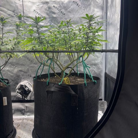Banana Melt growlog timeline photo