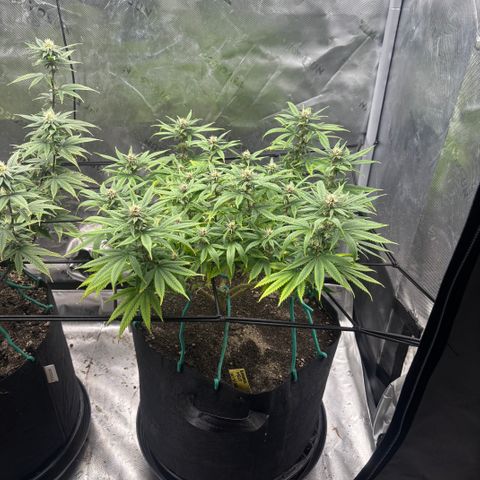 Banana Melt growlog timeline photo