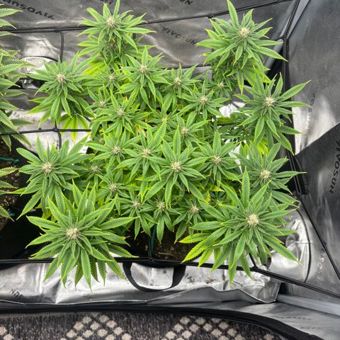 Banana Melt growlog timeline photo