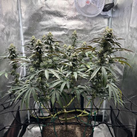 Chicken n’ Wafflez growlog timeline photo