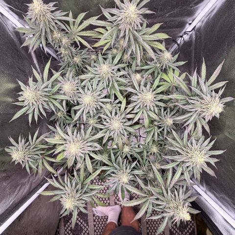 Chicken n’ Wafflez growlog timeline photo