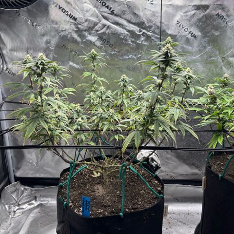 Blueberry Muffin growlog timeline photo