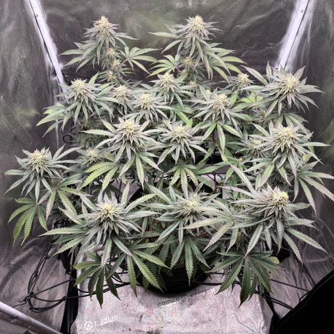 Chicken n’ Wafflez growlog timeline photo