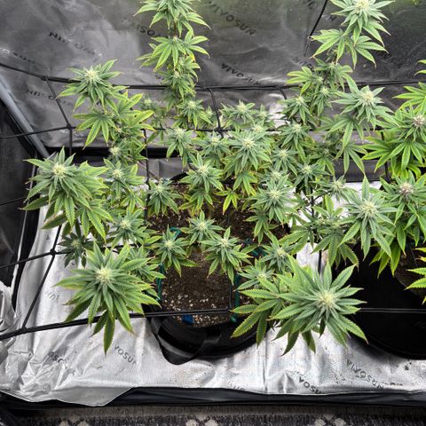 Blueberry Muffin growlog timeline photo