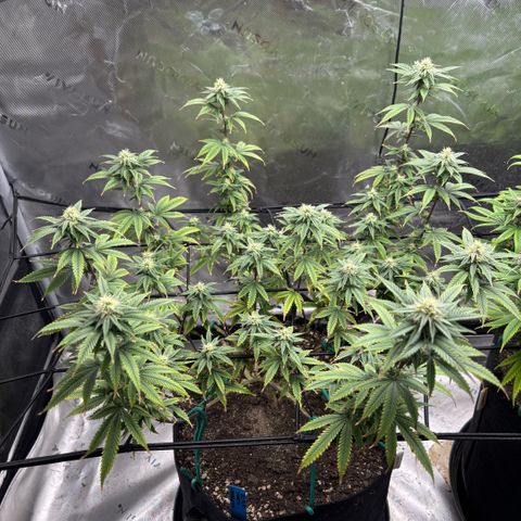Blueberry Muffin growlog timeline photo
