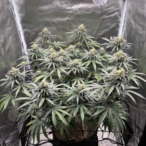 Chicken n’ Wafflez growlog timeline photo