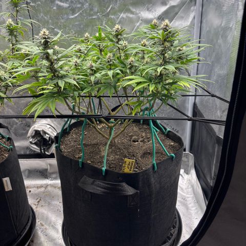 Banana Melt growlog timeline photo