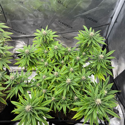 Banana Melt growlog timeline photo