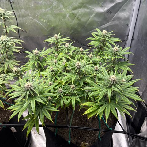 Banana Melt growlog timeline photo