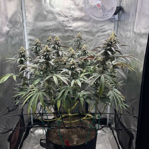 Chicken n’ Wafflez growlog timeline photo