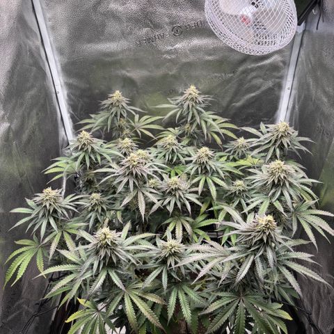 Chicken n’ Wafflez growlog timeline photo