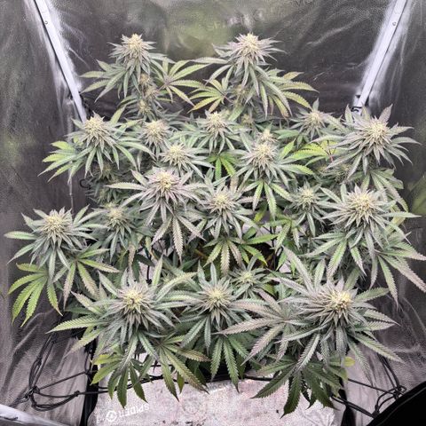 Chicken n’ Wafflez growlog timeline photo