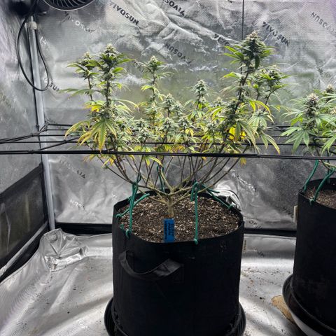 Blueberry Muffin growlog timeline photo