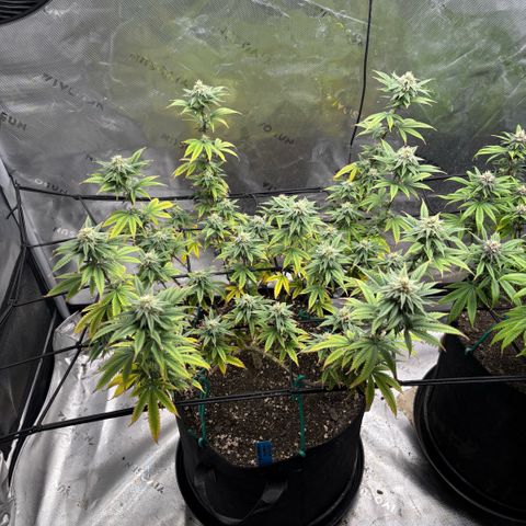 Blueberry Muffin growlog timeline photo