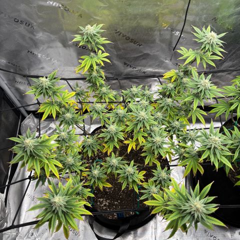 Blueberry Muffin growlog timeline photo