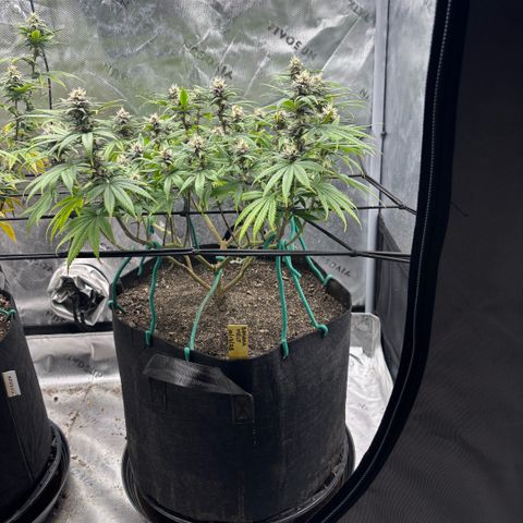 Banana Melt growlog timeline photo