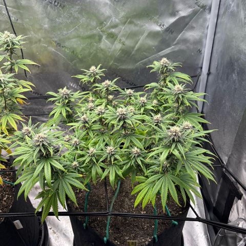 Banana Melt growlog timeline photo