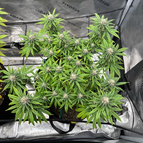 Banana Melt growlog timeline photo