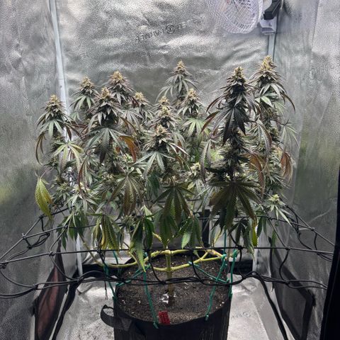 Chicken n’ Wafflez growlog timeline photo