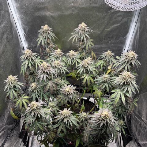 Chicken n’ Wafflez growlog timeline photo