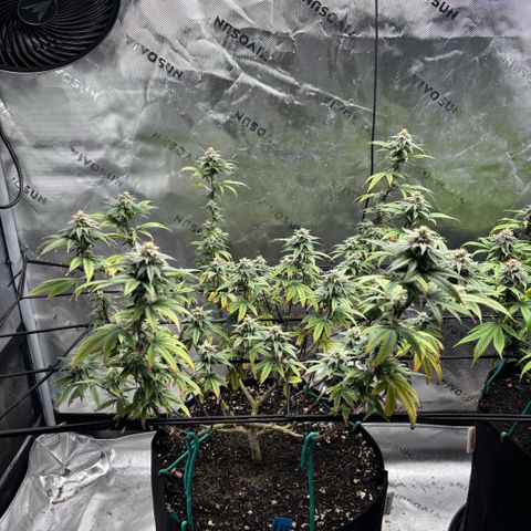 Blueberry Muffin growlog timeline photo