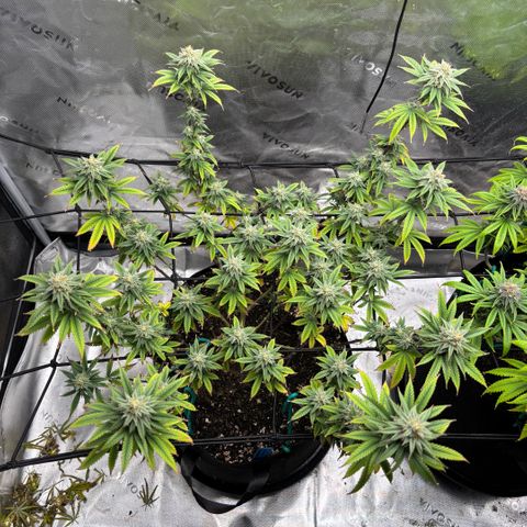 Blueberry Muffin growlog timeline photo