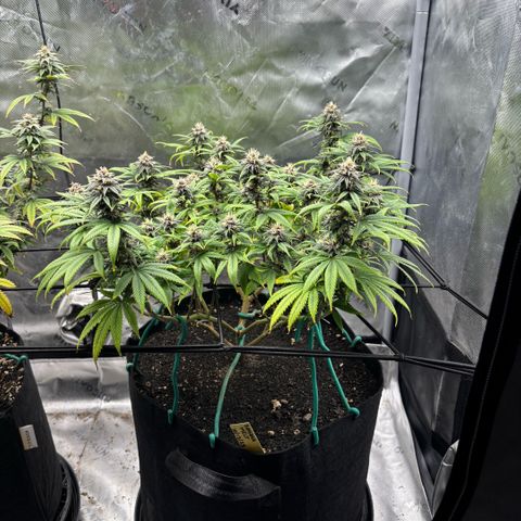 Banana Melt growlog timeline photo