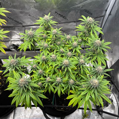 Banana Melt growlog timeline photo
