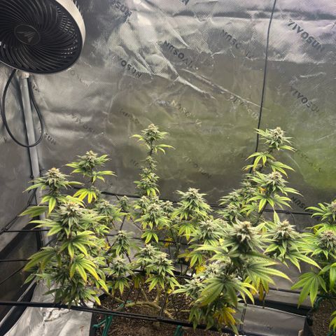 Blueberry Muffin growlog timeline photo