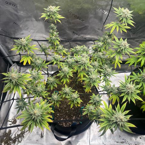 Blueberry Muffin growlog timeline photo