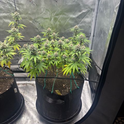 Banana Melt growlog timeline photo