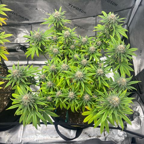 Banana Melt growlog timeline photo