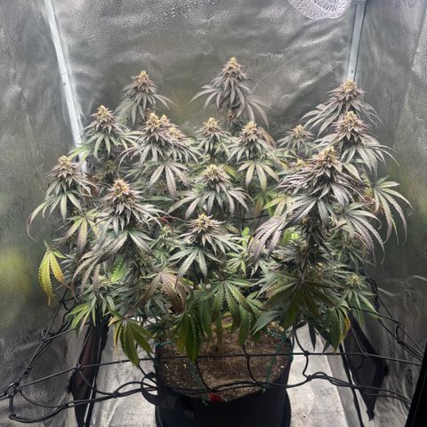 Chicken n’ Wafflez growlog timeline photo