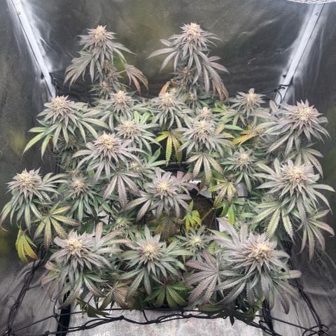 Chicken n’ Wafflez growlog timeline photo