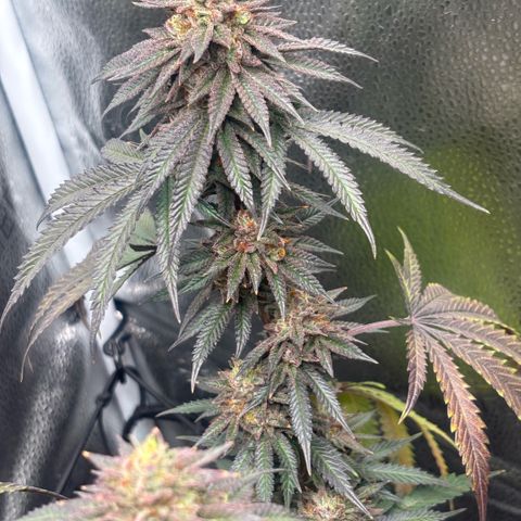 Chicken n’ Wafflez growlog timeline photo