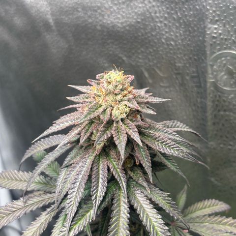 Chicken n’ Wafflez growlog timeline photo