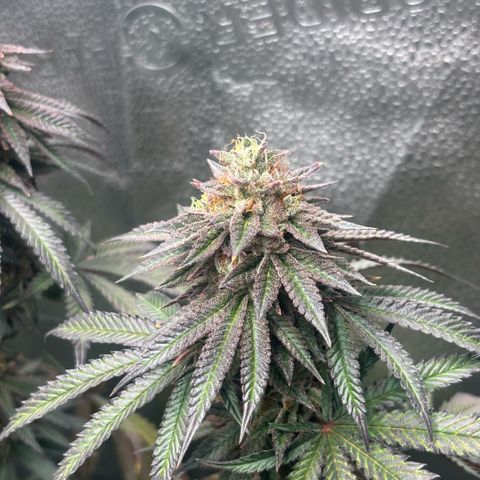 Chicken n’ Wafflez growlog timeline photo