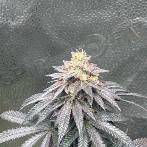 Chicken n’ Wafflez growlog timeline photo