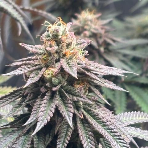 Chicken n’ Wafflez growlog timeline photo