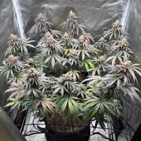 Chicken n’ Wafflez growlog timeline photo