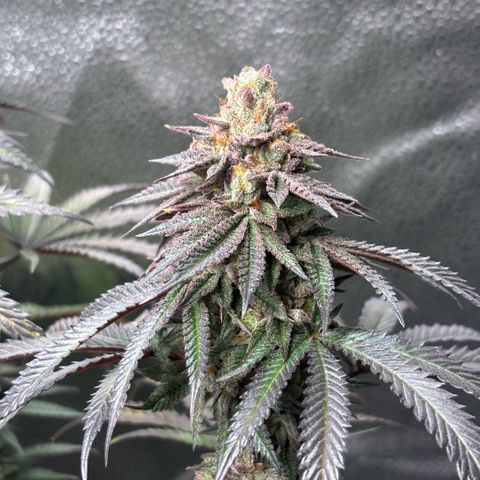 Chicken n’ Wafflez growlog timeline photo