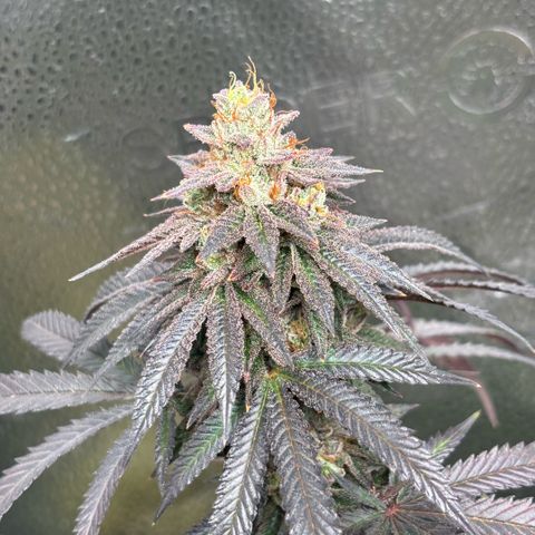 Chicken n’ Wafflez growlog timeline photo